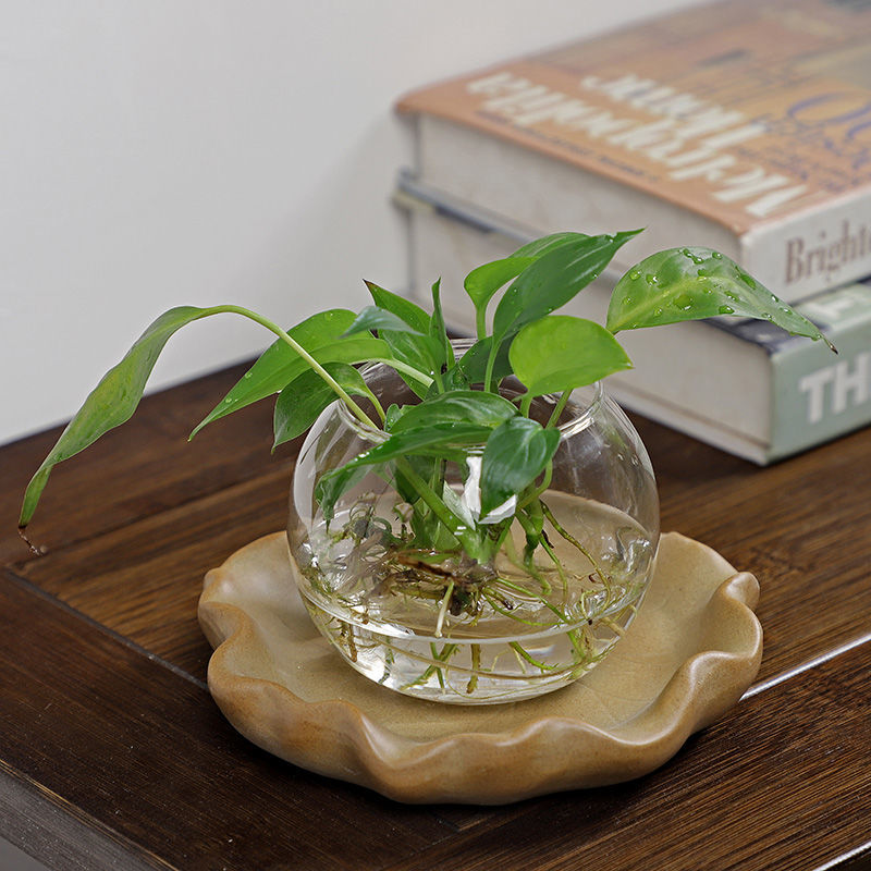 Brezilya Ahşap Hidroponik Bitk - Drip Tray Saucer incelemesi ve fiyatı